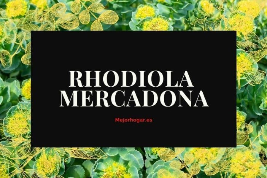 rhodiola mercadona, precio y analisis